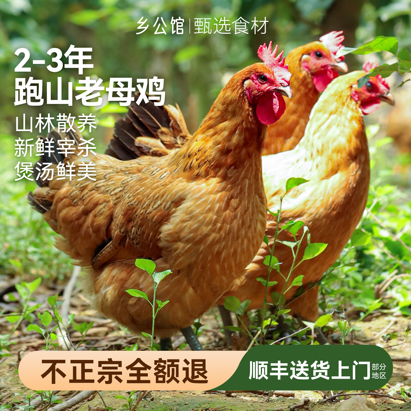 土鸡正宗农家散养顺丰包邮新鲜