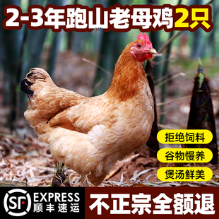 老母鸡土鸡农家散养新鲜现杀整只走地跑山鸡溜达鸡年货月子鸡送礼