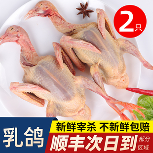 鸽子新鲜现杀农家散养鸽子肉非老鸽子土鸽子鲜活烧烤野生乳鸽生鲜