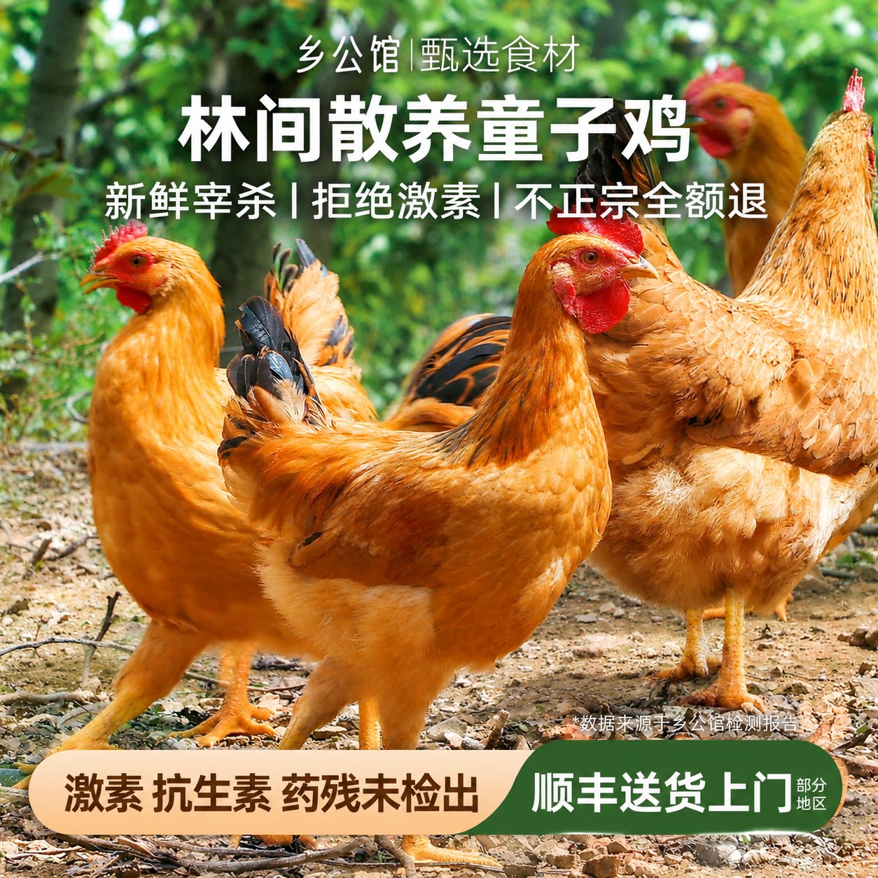 童子鸡土鸡新鲜现杀整只小公鸡