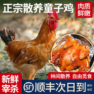 小公鸡童子鸡农家散养未打鸣整鸡肉新鲜现杀烤鸡空气炸锅烤箱食材