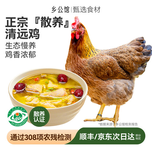 清远鸡正宗广东农家散养走地鸡