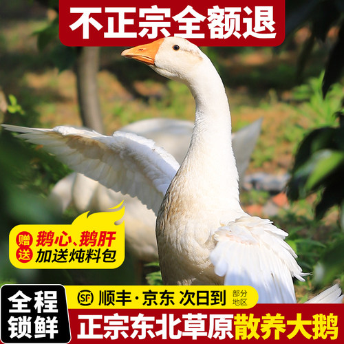 东北大鹅整只铁锅炖大鹅鹅肉新鲜