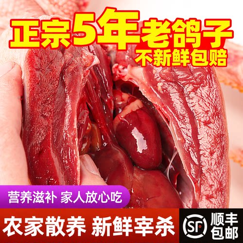 【顺丰次日到】精选散养老鸽子