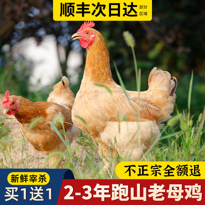 老母鸡土鸡农家散养走地鸡草鸡农村笨柴鸡整只装新鲜现杀正宗土鸡