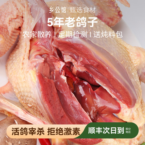 5年老鸽子农家散养新鲜现杀