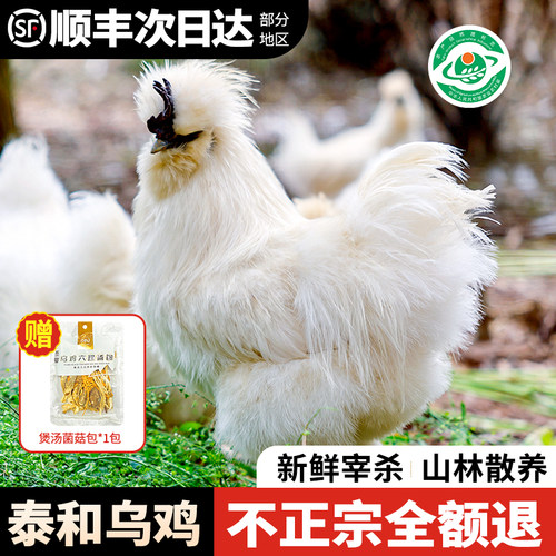 正宗江西泰和原种乌鸡新鲜现杀