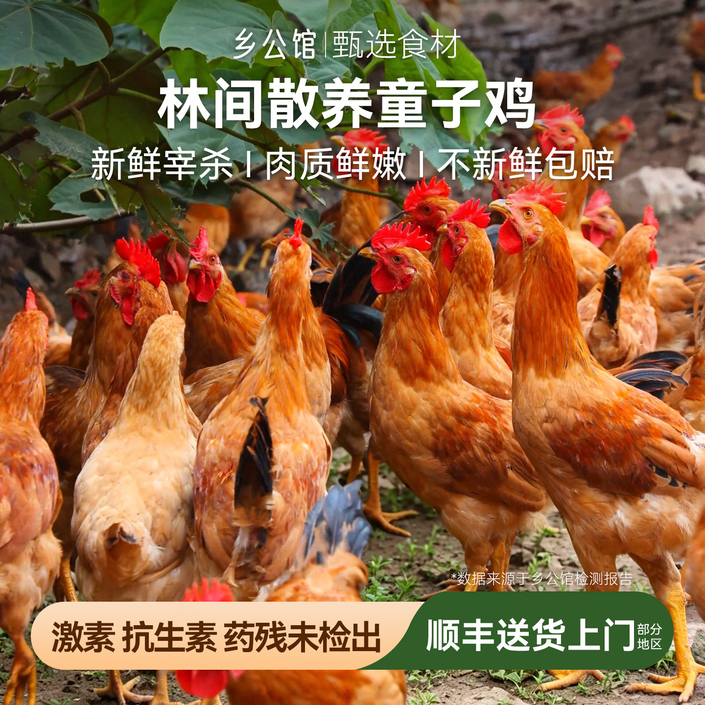 农家散养土鸡未打鸣小公鸡新鲜