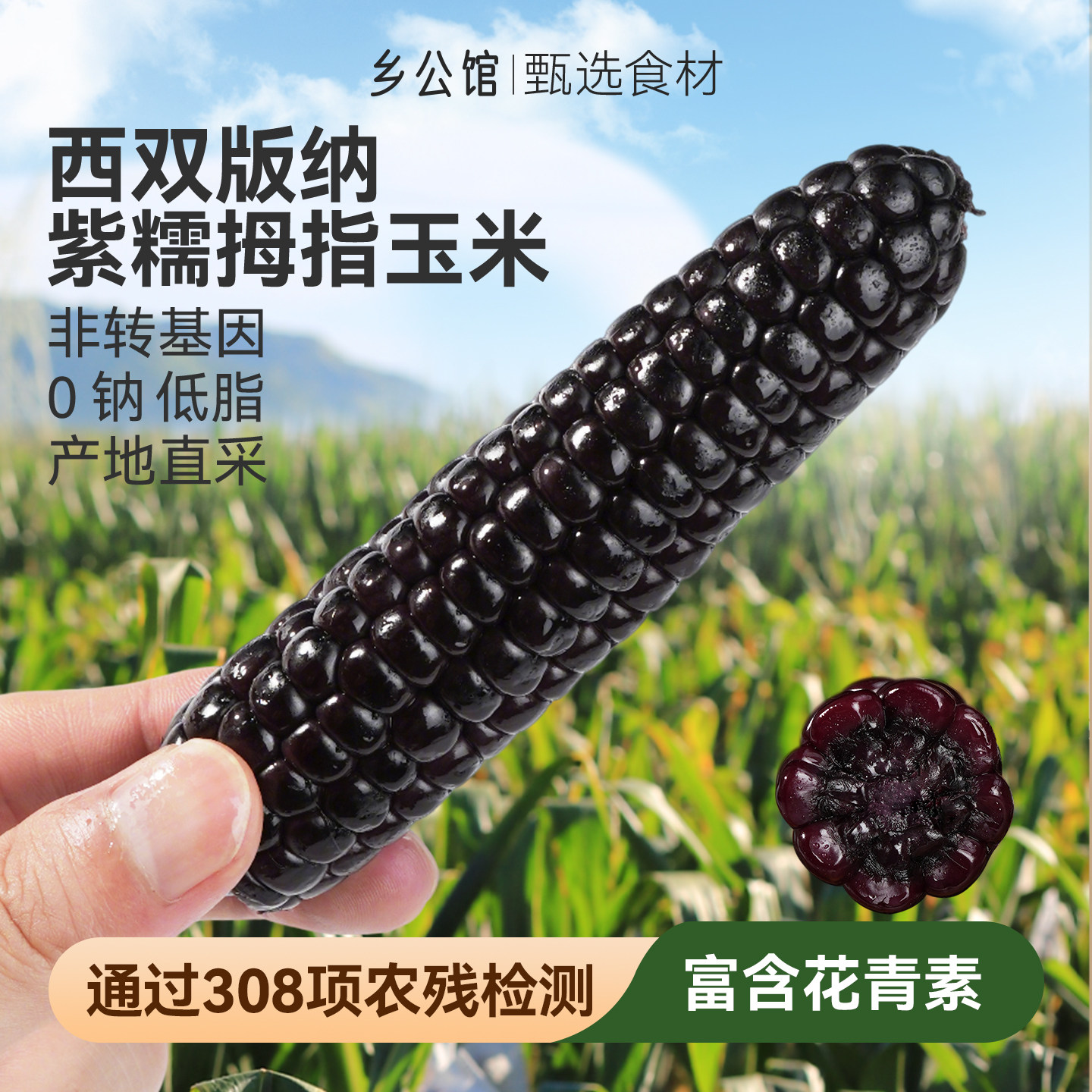 【原产地直发】精选紫糯拇指玉米图片