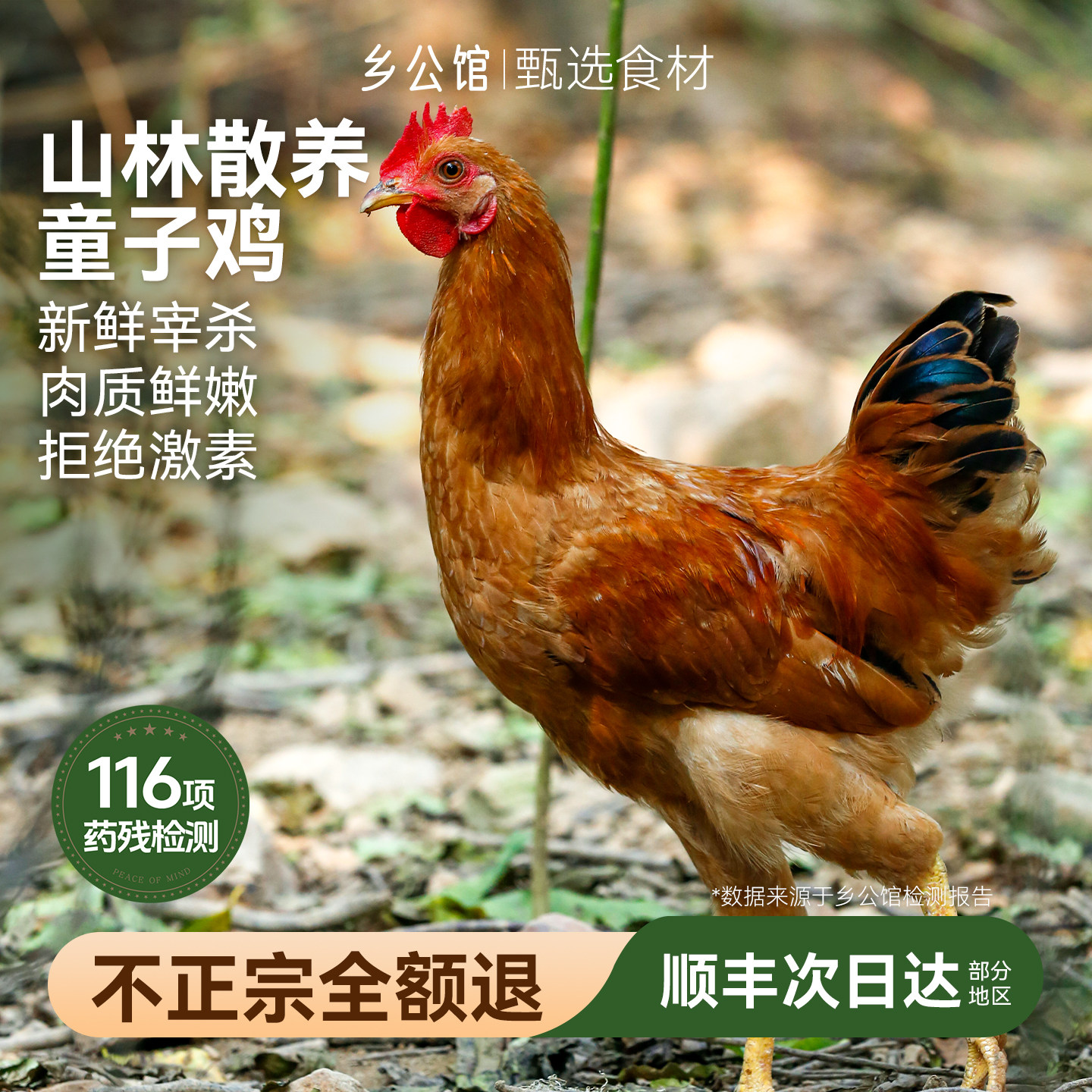 农家散养土鸡未打鸣小公鸡新鲜