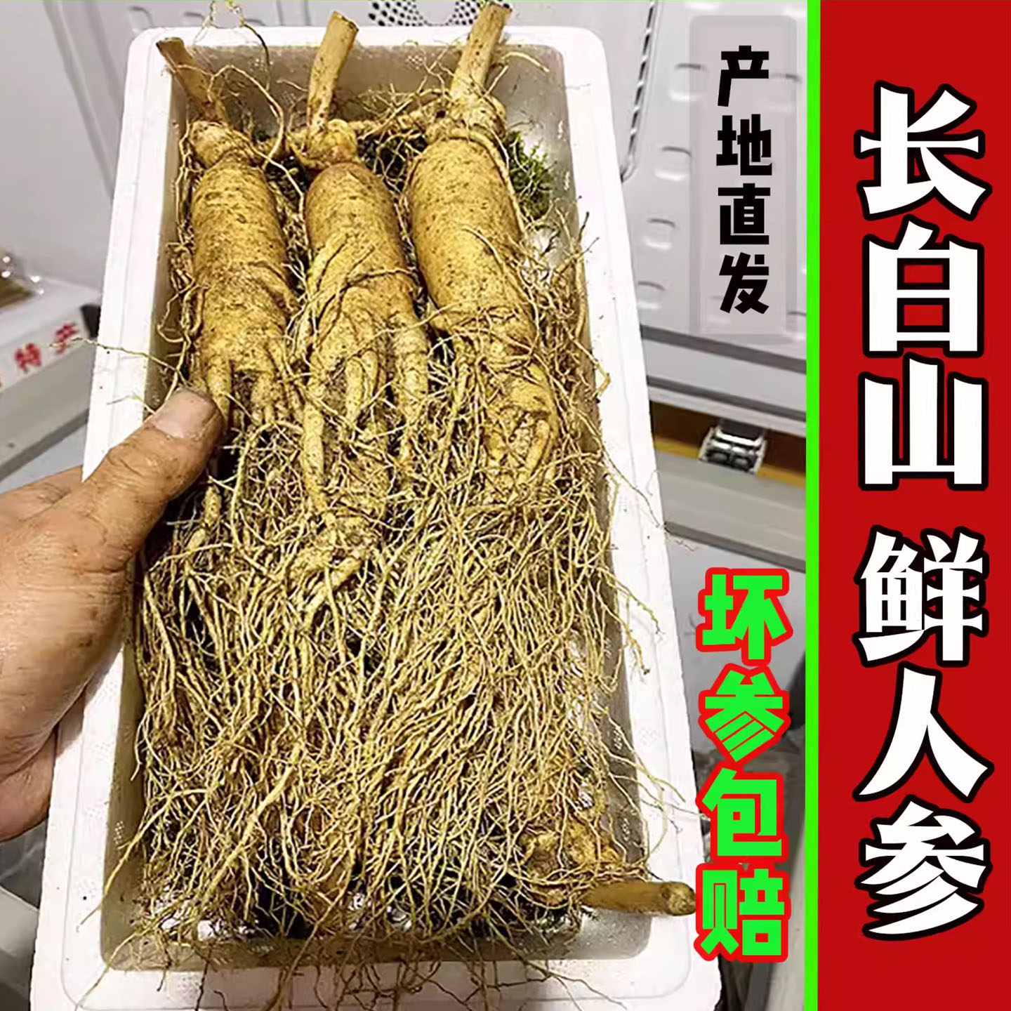 鲜人参500克泡酒大个长白山新鲜人参东北吉林现挖带土6年特大鲜参