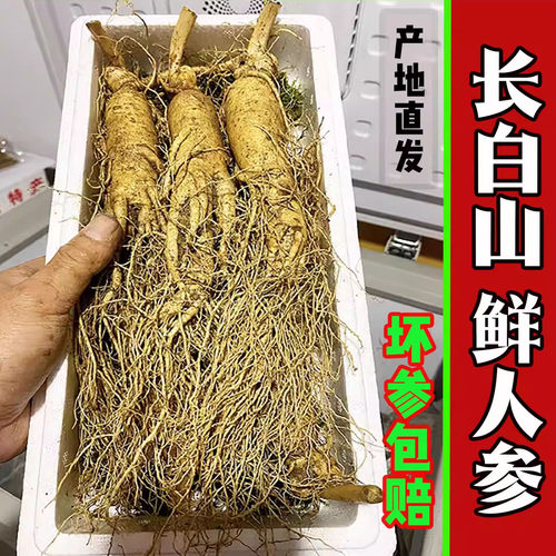 鲜人参500克泡酒大个带土鲜新鲜