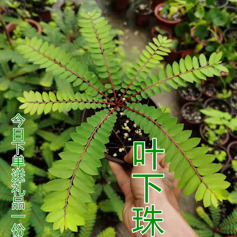 叶下珠室内观叶盆栽造型好养海南耐阴夜间叶片闭合会结小珠子植物