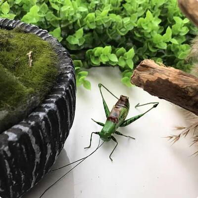 蝈蝈虫新托活体超大铁皮电子蝈蝈山青蝈蝈翠绿蝈蝈仿真蝈蝈冬蝈蝈