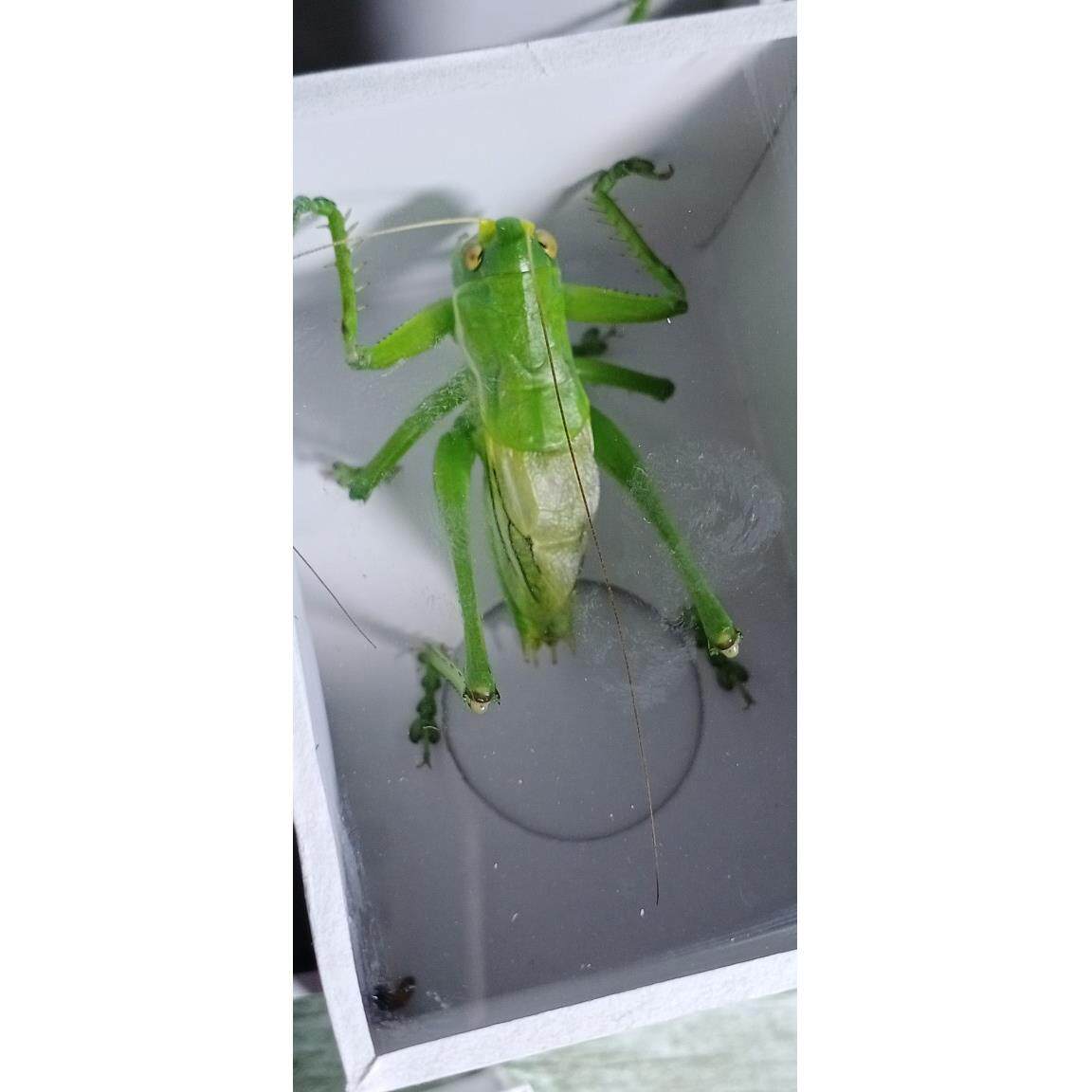 蝈蝈活鸣虫平谷冬蝈蝈山青蝈蝈铁皮蝈蝈新脱蝈蝈点药翡翠葫芦叫罐