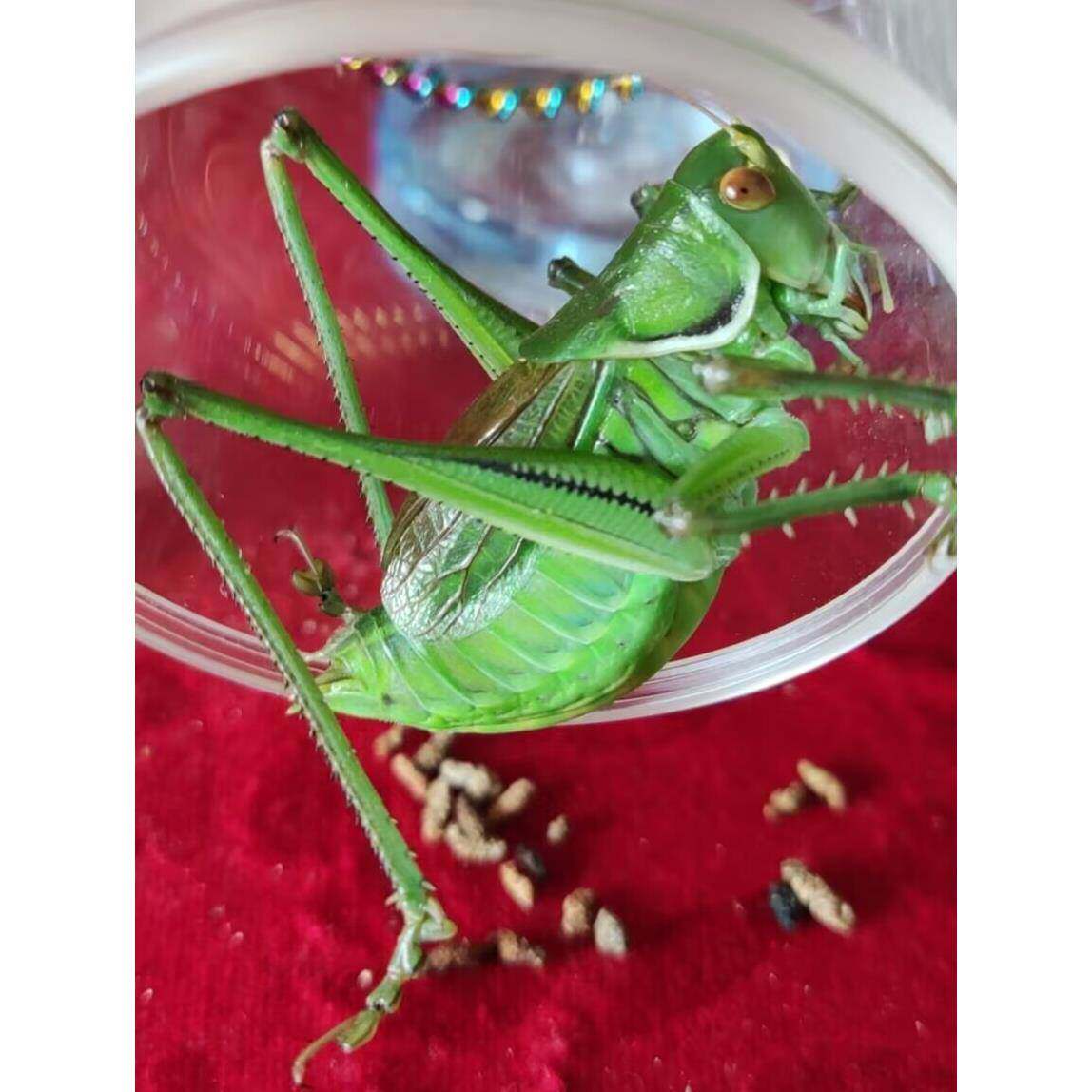 绿蝈蝈山青蝈蝈翠绿蝈蝈人工蝈蝈活体蛐蛐蚂蚱鸣虫乖乖山叫驴柚子