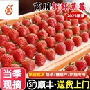 草莓新鲜商用高山露天冬草莓整箱批发顺丰 奶茶蛋糕糖葫芦可用 包邮