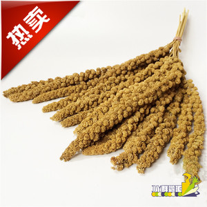 鹦鹉饲料 黄谷穗  增加粗纤维 鸟饲料 仓鼠零食500G