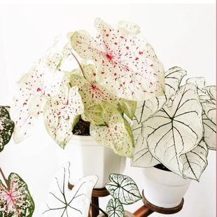 彩叶芋马菲特淑女粉色飞溅辐射泡泡海王粉斑阳台五彩海芋植物盆栽