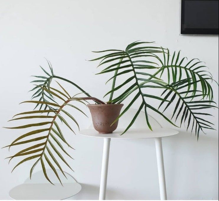 鱼骨蔓绿绒ins风网红热植进口绿植盆栽室内阳台观叶植物 爬藤植物