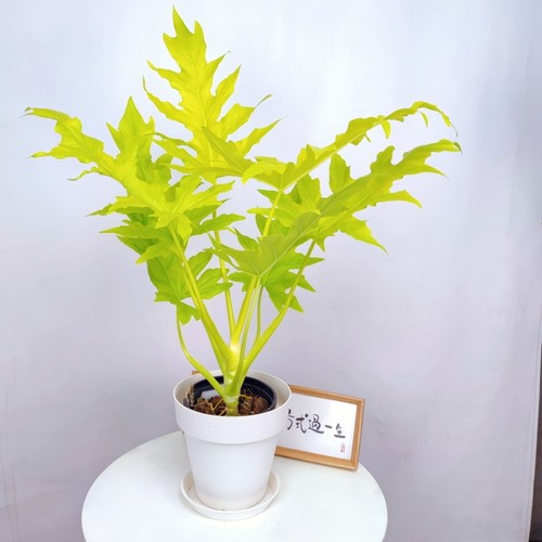 黄金春羽蔓绿绒瓦塞维奇黄金蔓绿绒稀有进口植物盆栽ins观叶植物