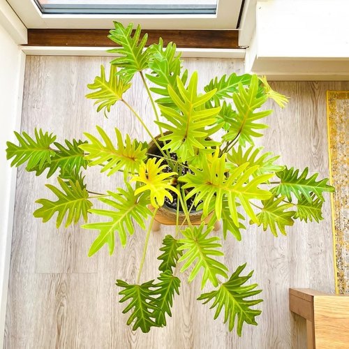 黄金小天使网红黄金春羽蔓绿绒四季观叶盆栽室内阳台水培绿植盆栽