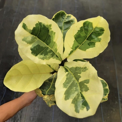 锦化琴叶榕花叶锦化植物稀耐阴耐晒绿植盆栽观叶室内室外花园阳台