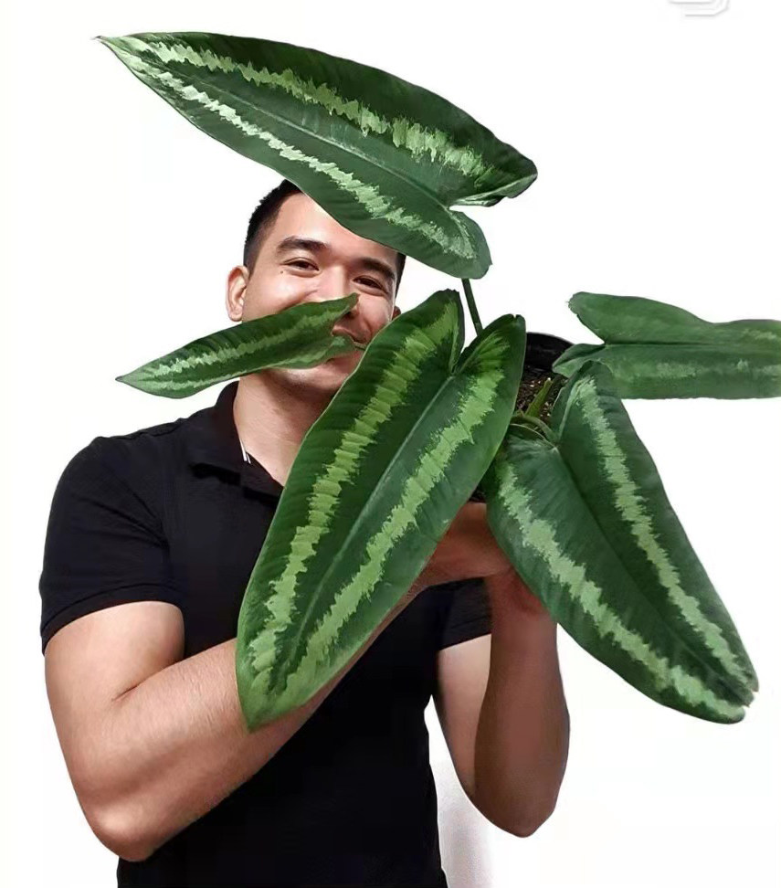 电光落蟾天南星科植物喜阴绿植室内花卉盆栽