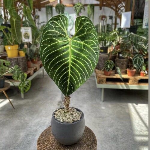 帝王花烛大叶克莱恩室内入门热植桌面撕裂纹阳台盾叶植物ins风