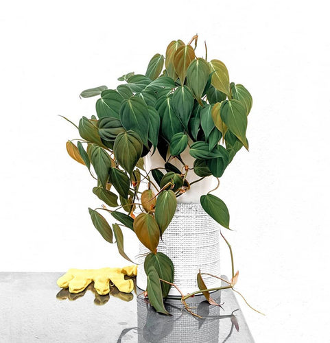 云母锦蔓绿绒绿植丝绒面反光心形叶片网红室内爬藤锦化观叶盆栽