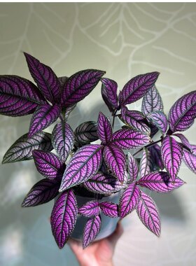 波斯红草紫色椒草室内盆栽