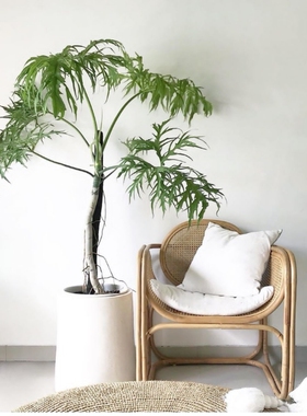 瓦萨维奇撕裂蔓绿绒绿色稀有物种春羽天南星科室内原种进口热植