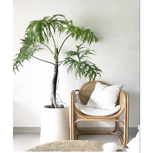 瓦萨维奇撕裂蔓绿绒绿色稀有物种春羽天南星科室内原种进口热植