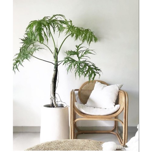 瓦萨维奇撕裂蔓绿绒绿色稀有物种春羽天南星科室内原种进口热植