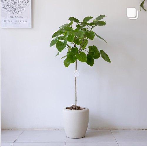 日本网红爱心叶榕室内阳台盆栽