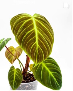 red室内观叶绿植花卉盆栽荧光蔓绿绒 choco 巧克力蔓绿绒P.