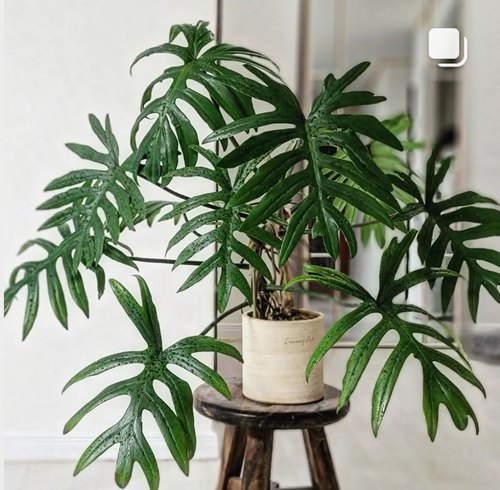 philodendron mayoi羽裂蔓绿绒进口ins观叶植物盆栽室内耐干好养