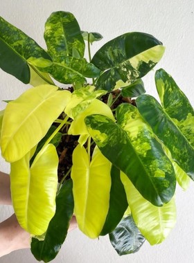 伯乐锦蔓绿绒Philodendron Burle Marx Albo原种进口热植