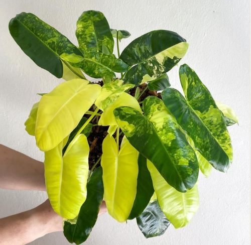 蔓绿绒锦好养活懒人植物