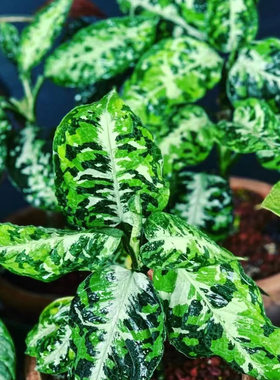 雨林植物粗肋草迷彩室内