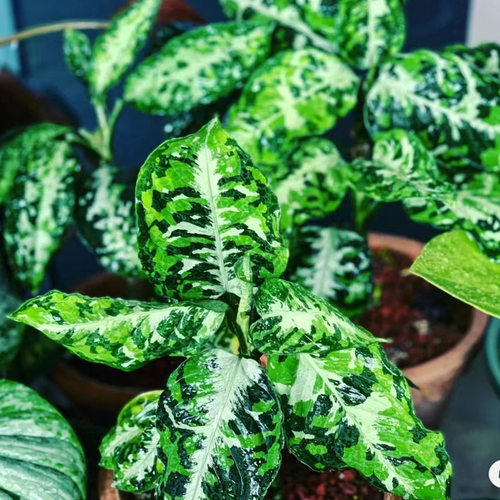 雨林植物粗肋草迷彩室内