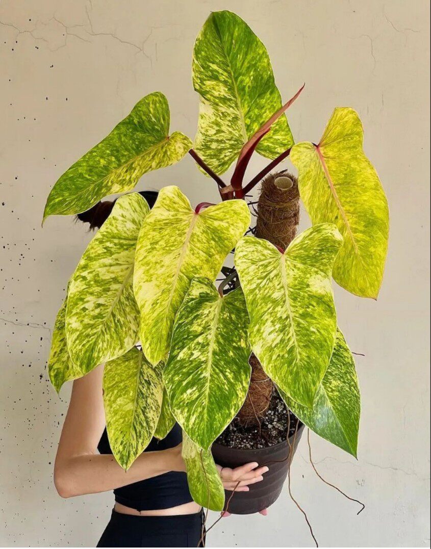 油画女郎蔓绿绒philodendrvon painted lady观叶室内进口好养盆栽