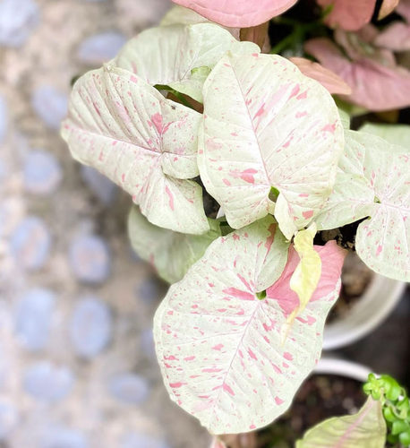 绿植盆栽合果芋牛奶合果芋