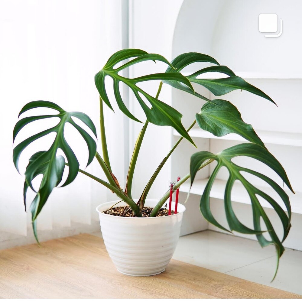 巴西龟背竹火焰龟背竹MonsteraBurleMarxFlame锦化龟背竹植物盆栽