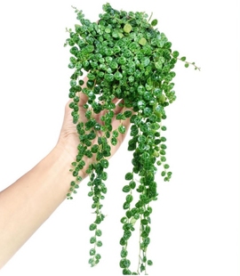纽扣椒草ins风阳台室内庭院好养爬藤垂吊造景迷你叶子植物