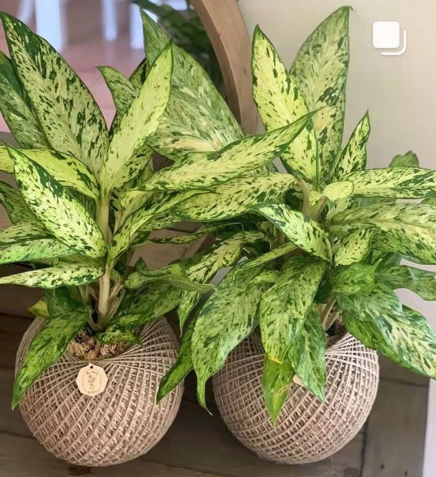 黄金宝玉万年青烟花樱桃抹茶粗肋草银皇后艾琳皇后如意翡翠盆栽