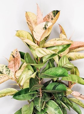 雀斑小姐威廉王子 橡皮树Ficus Elastica Shivereana花金刚橡皮树