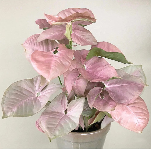 红粉恋人佳人合果芋四季好养彩叶芋绿精灵粉蝴蝶霓虹合果芋盆栽 - 封面