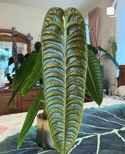 极密火鹤王火鹤后海芋绿植Anthurium veitchii 花烛观叶热植盆栽