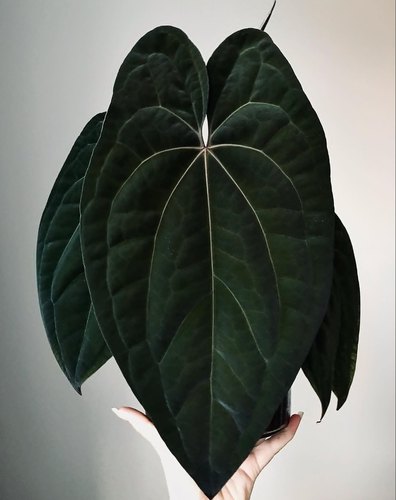 黑凤凰花烛泰国进口种苗花烛克莱恩盆子绿植